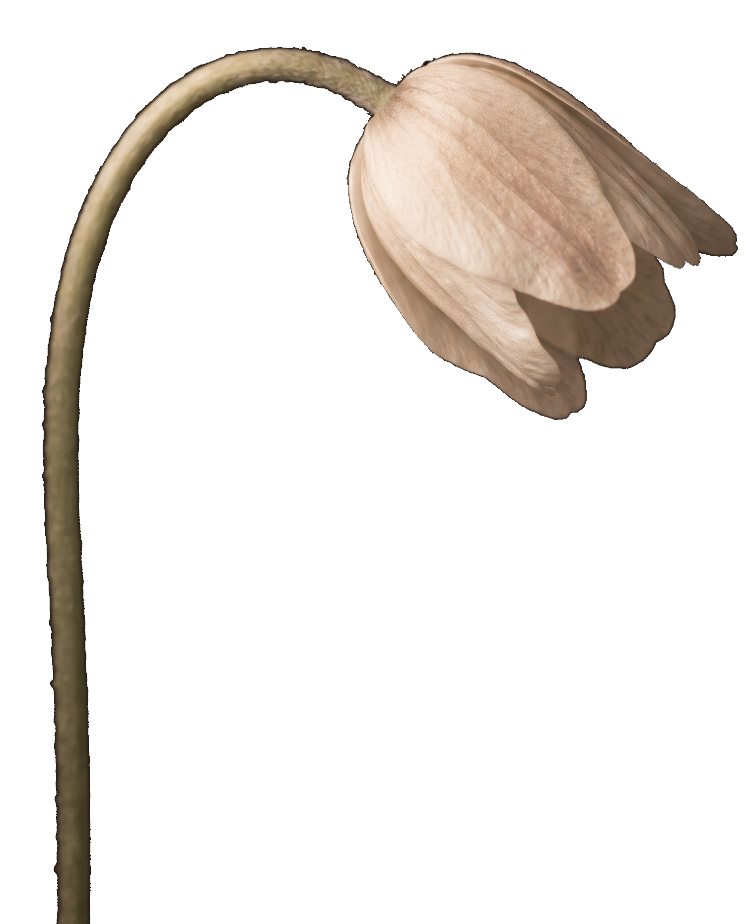 Geschlossene, nickende Blüte eines Buschwindröschens